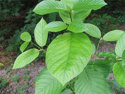 History of Kratom