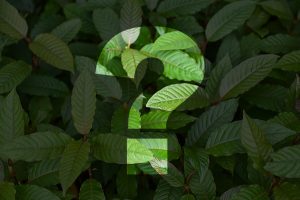 Frequently Asked Questions Image of kratom leaves with a question mark in the center
