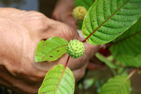 Kratom leaf